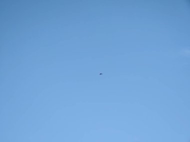 Mavi gökyüzünde uçan kuş