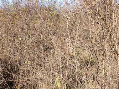 Ormanda kuru ağaç dalları