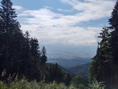 Doğanın arka planındaki ormanın güzel manzarası