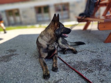 Alman çoban köpeği asfaltta yatıyor.