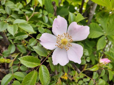 Bahçe içinde güzel pembe çiçek