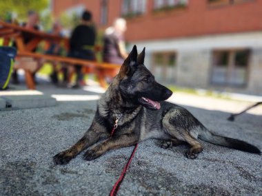 Alman çoban köpeği asfaltta yatıyor.