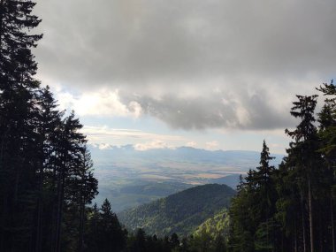 Dağlarda ormanı olan güzel bir manzara.
