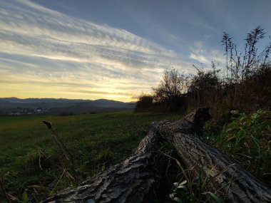 Gün batımında yeşil alanda devrilmiş bir ağaç
