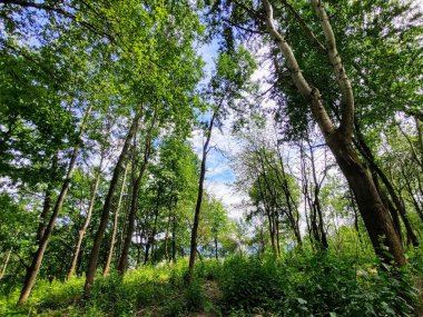 güneşli bir gün, güzel yeşil orman