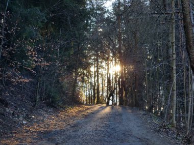 Güzel ormanda gün batımında yol