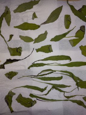 Beyaz zemin üzerine yeşil yaprakların ayarla