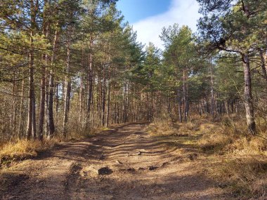 Güneşli bir gün, güzel orman