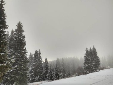 Karlı güzel kış ormanı