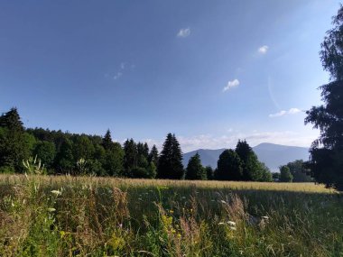 güzel dağ manzarası ile orman