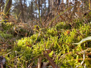 Ormandaki yeşil çimlere yakın