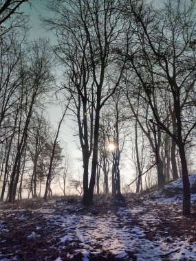 Karlı güzel kış ormanı