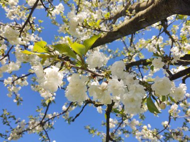 Bahar mevsiminde ağaç dallarında çiçek açan güzel beyaz çiçekler.
