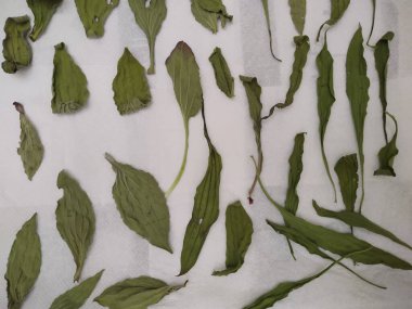 Beyaz zemin üzerine yeşil yaprakların ayarla