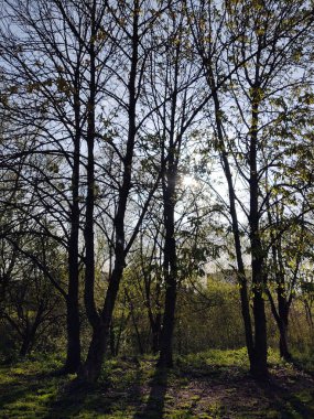 Bahar mevsiminde güzel orman