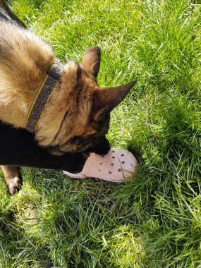 Köpek ısıran bilinmeyen birinin bacağı. 