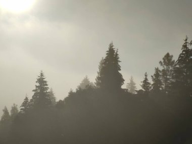 güzel dağ manzarası ile orman