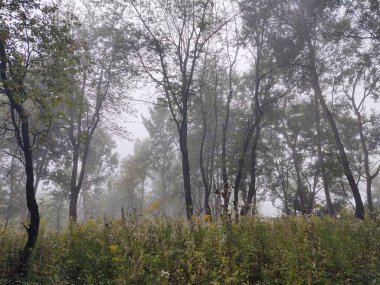 Doğanın arka planındaki ormanın güzel manzarası