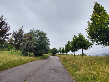 asfalt yol dağ orman