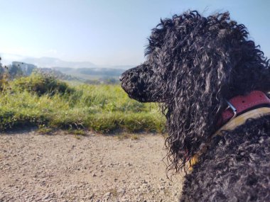 Güneşli bir günde kara köpek yolda