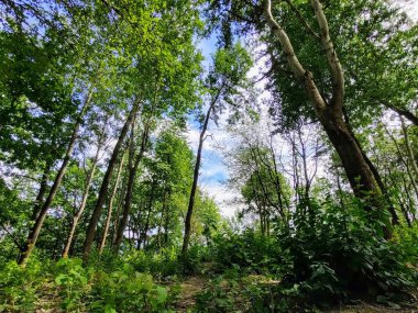 güneşli bir gün, güzel yeşil orman