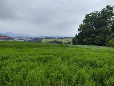 Güzel yeşil dağ tarlası