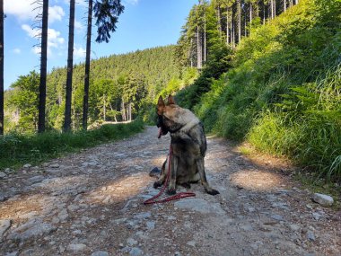 Ormandaki Alman çoban köpeği doğa arka planında