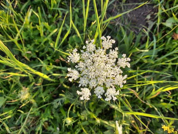 Witte Bloemen Groene Gras — Stockfoto