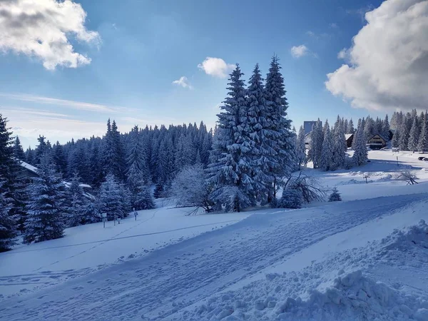 Πανέμορφο Τοπίο Χειμώνα Δάσος — Φωτογραφία Αρχείου