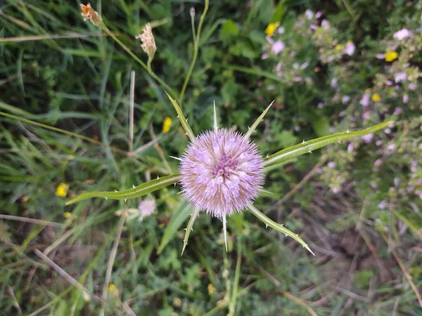 Beautiful Flower Green Grass — Stock Photo, Image