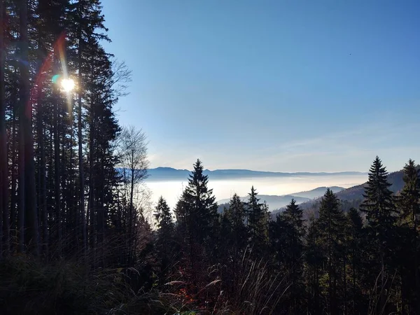 晴れた日の美しい山の森 — ストック写真