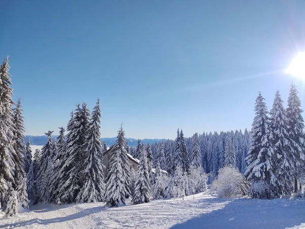 Hermoso Paisaje Invierno Con Árboles Cubiertos Nieve — Foto de Stock