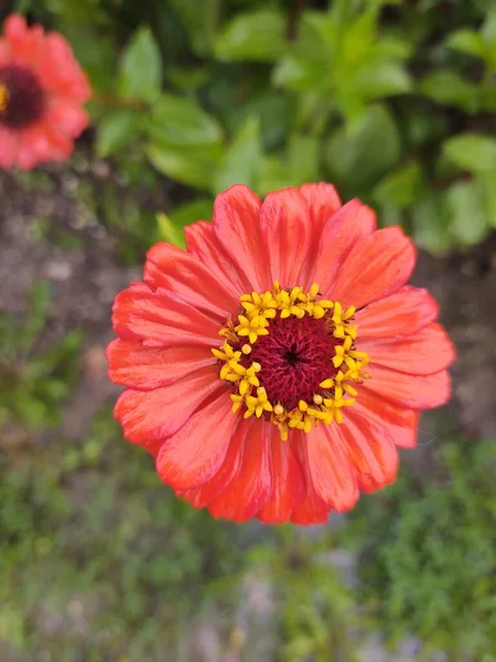 花で撮影された美しい植物 自然壁紙 — ストック写真