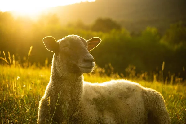 Dağ Çayırında Otlayan Koyunlar — Stok fotoğraf