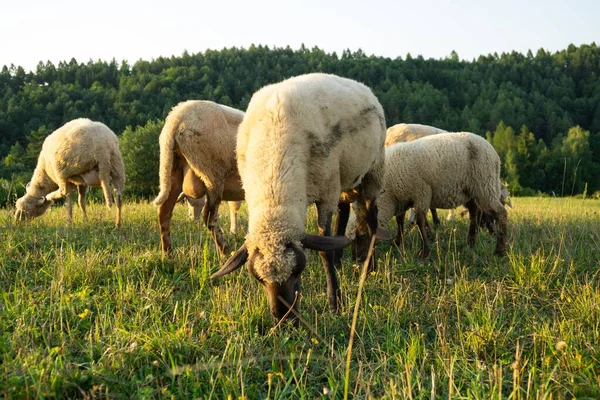 Juhcsorda Legelészik Hegyi Réten — Stock Fotó