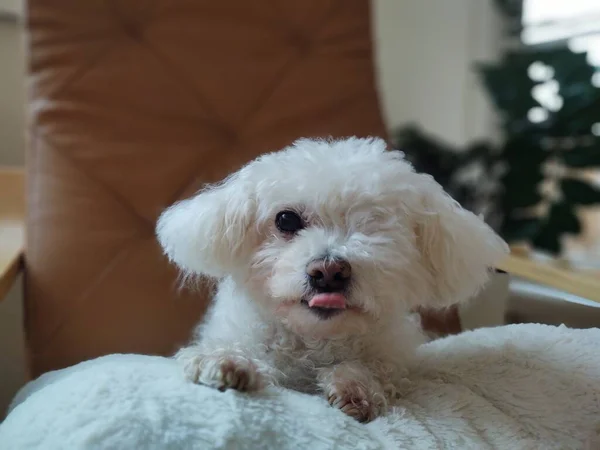 Cão Peludo Bonito Travesseiro Casa — Fotografia de Stock