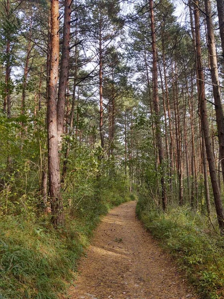 Шлях Красивому Зеленому Лісі — стокове фото