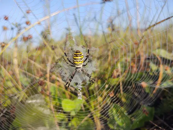 Nahaufnahme Des Spinnennetzes Feld — Stockfoto