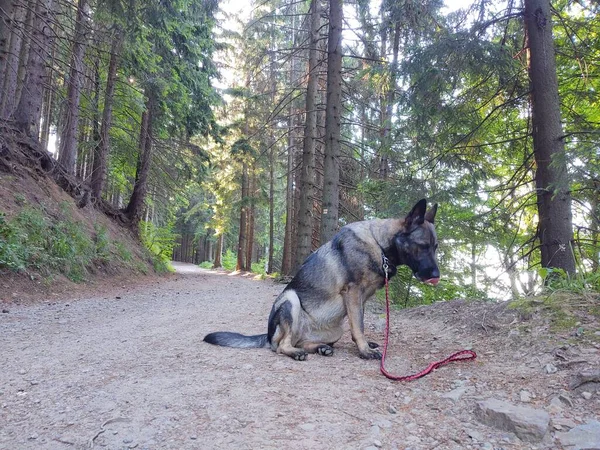 Ormandaki Alman Çoban Köpeği Doğa Arka Planında — Stok fotoğraf