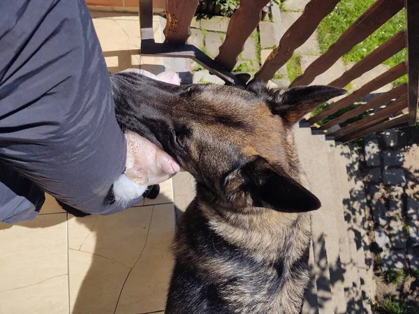 Evin Yanında Oyuncağı Olan Alman Çoban Köpeği — Stok fotoğraf