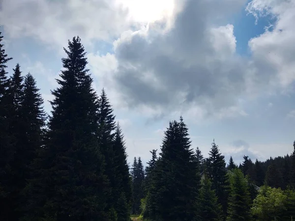 Hermoso Paisaje Montaña Con Bosque —  Fotos de Stock