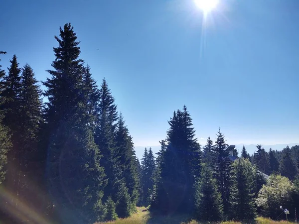 Beautiful Mountain Landscape Forest — Stock Photo, Image