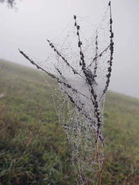 Spinnennetz Wald Aus Nächster Nähe — Stockfoto