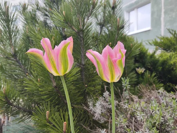 Όμορφα Λουλούδια Στον Κήπο Την Ηλιόλουστη Μέρα — Φωτογραφία Αρχείου