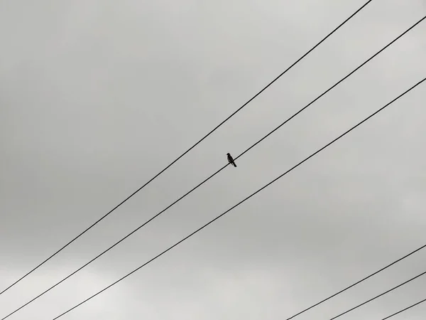 Gri Gökyüzü Arka Planında Elektrik Hatlarında Oturan Kuş — Stok fotoğraf