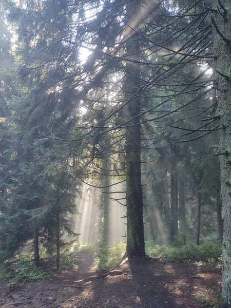 Красивий Ліс Вранці Фоні Природи — стокове фото
