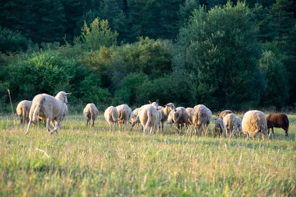 Mandria Pecore Pascolo Nel Prato Montagna — Foto Stock