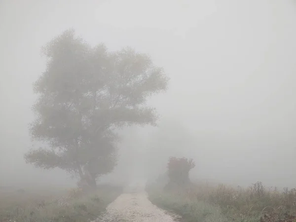 Foggy Matin Forêt Avec Sentier — Photo