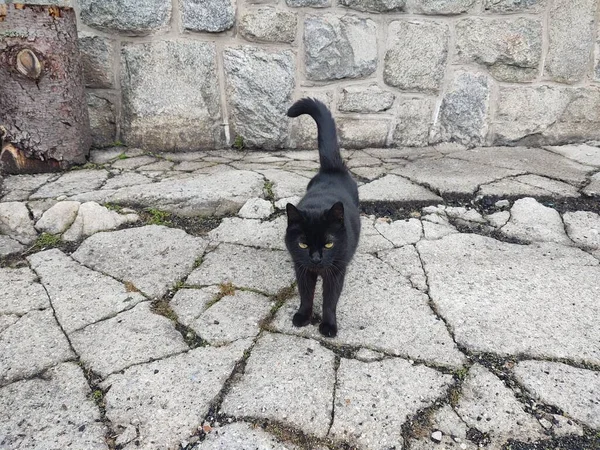Gato Negro Cerca Edificio Ladrillo — Foto de Stock