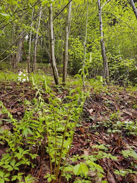 Schöner Grüner Wald Mit Verschiedenen Pflanzen — Stockfoto